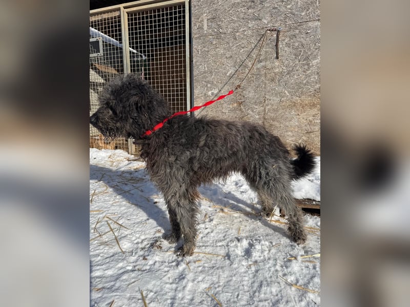 Odin, Puli-Mix, Rüde, ca. 2 Jahre, 55 cm, 20 kg