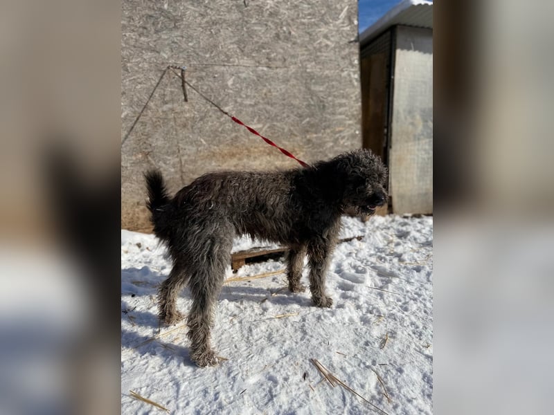 Odin, Puli-Mix, Rüde, ca. 2 Jahre, 55 cm, 20 kg