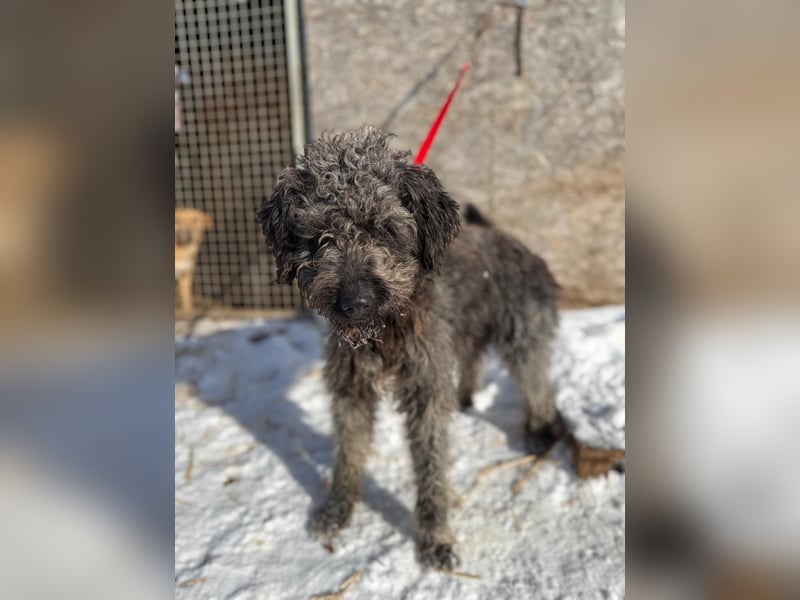 Odin, Puli-Mix, Rüde, ca. 2 Jahre, 55 cm, 20 kg