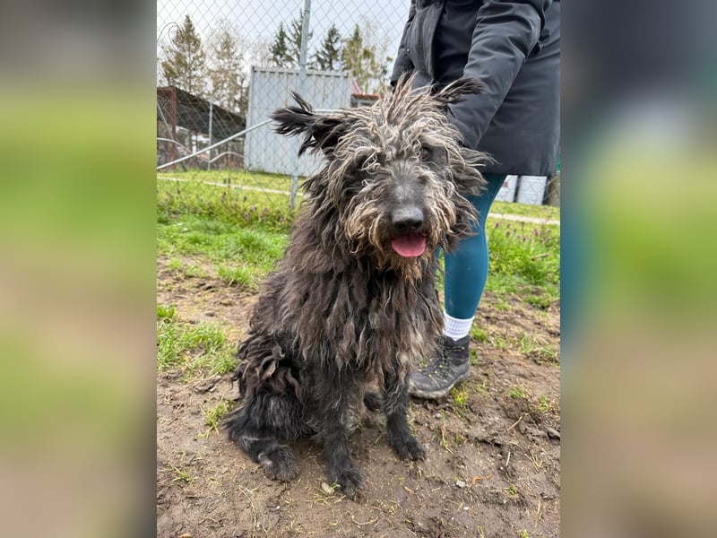 Zottel möchte geliebt werden