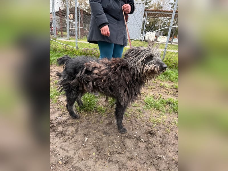 Zottel möchte geliebt werden