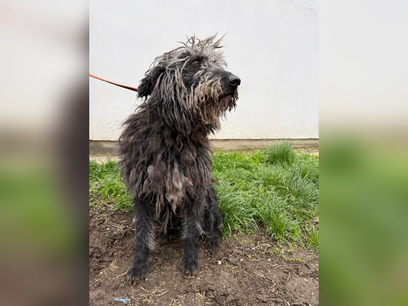 Zottel möchte geliebt werden