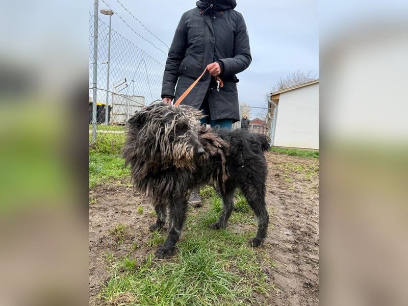 Zottel möchte geliebt werden