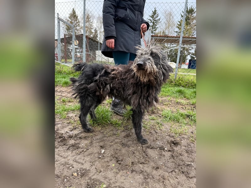 Zottel will kuscheln