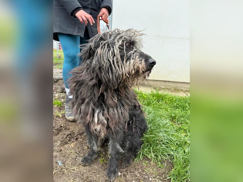 Zottel möchte geliebt werden