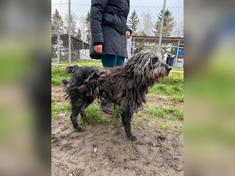 Zottel möchte geliebt werden