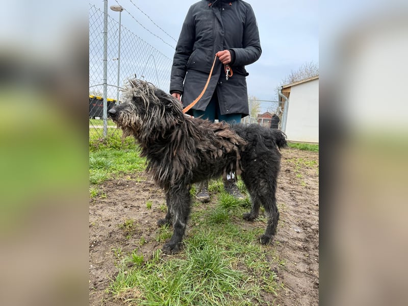 Zottel will kuscheln