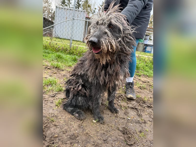 Zottel möchte geliebt werden