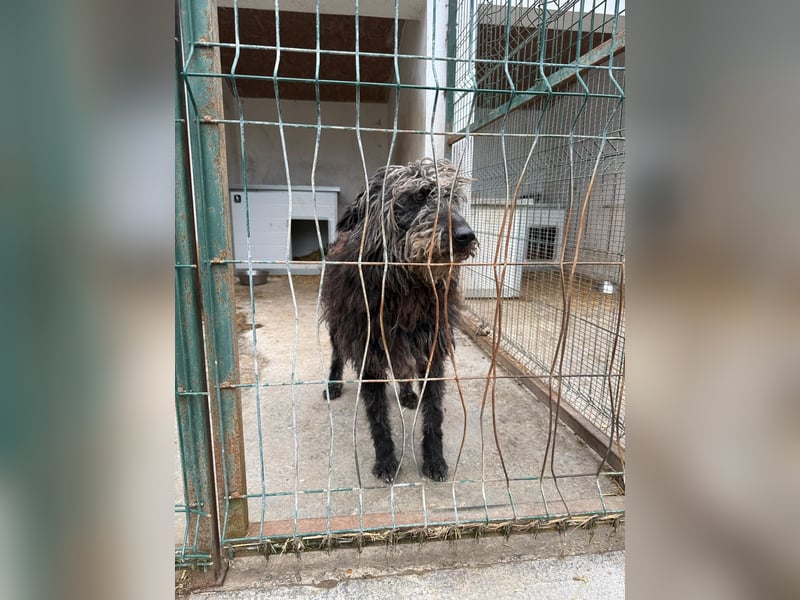 Zottel möchte geliebt werden