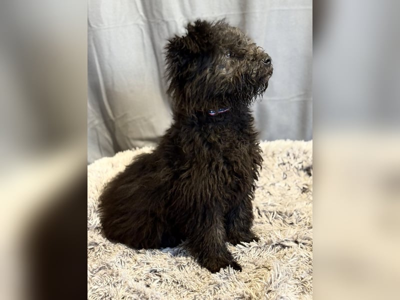 Palko-Fröhlicher Junghund sucht sein Für-immer-Zuhause