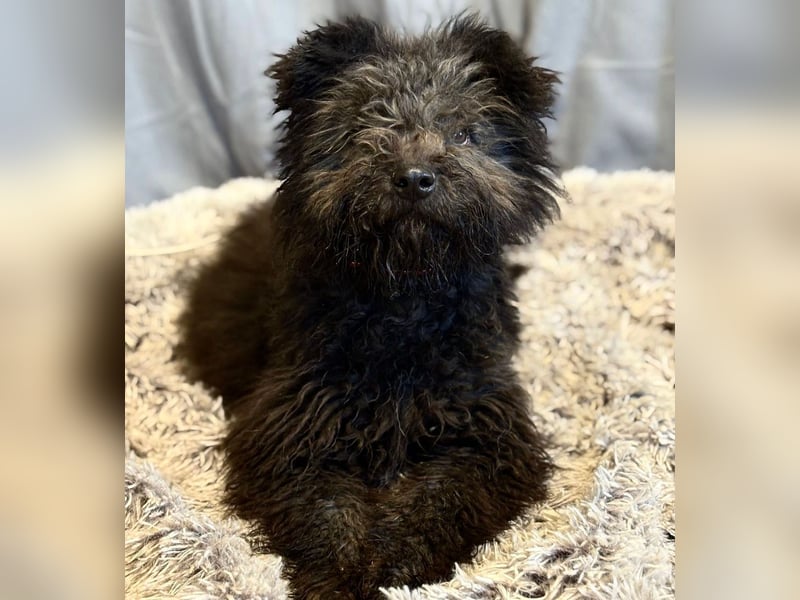 Palko-Fröhlicher Junghund sucht sein Für-immer-Zuhause