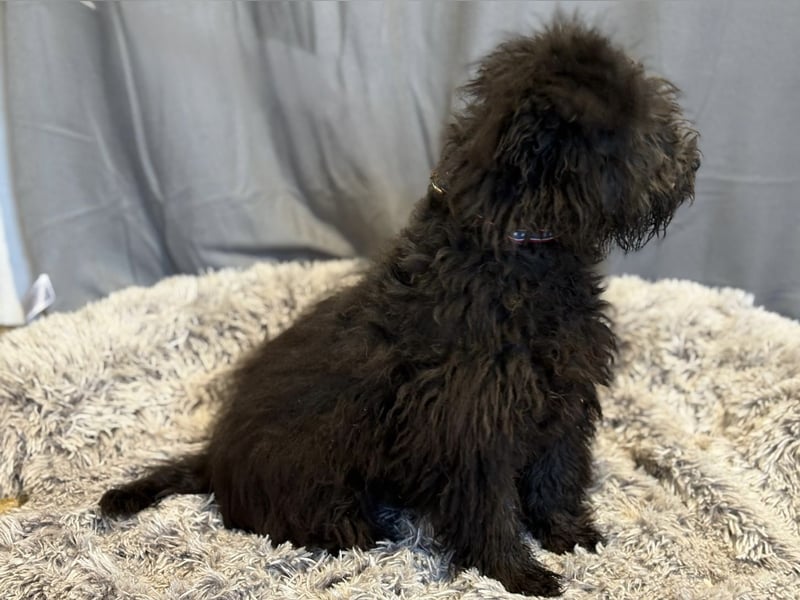 Palko-Fröhlicher Junghund sucht sein Für-immer-Zuhause