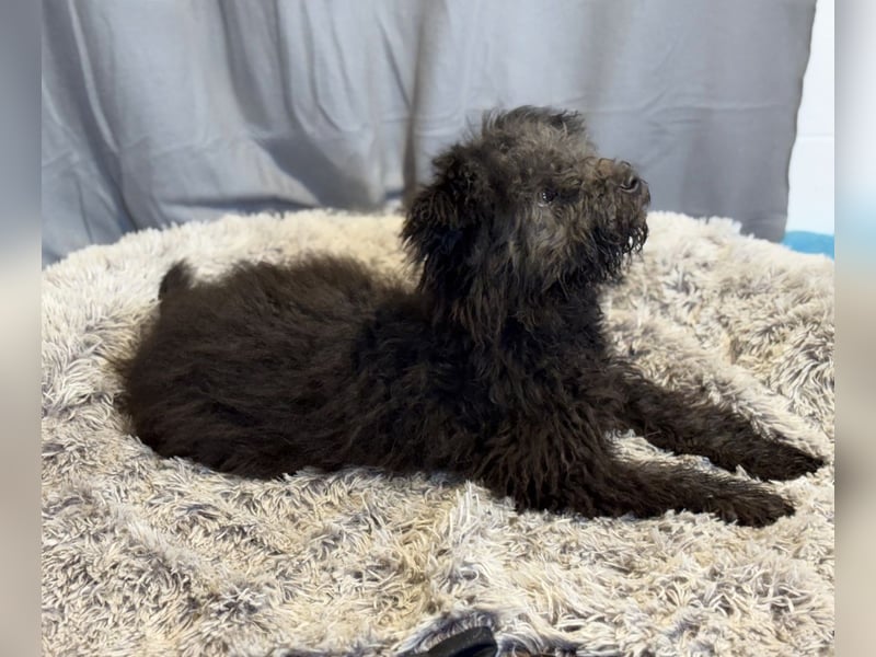 Palko-Fröhlicher Junghund sucht sein Für-immer-Zuhause