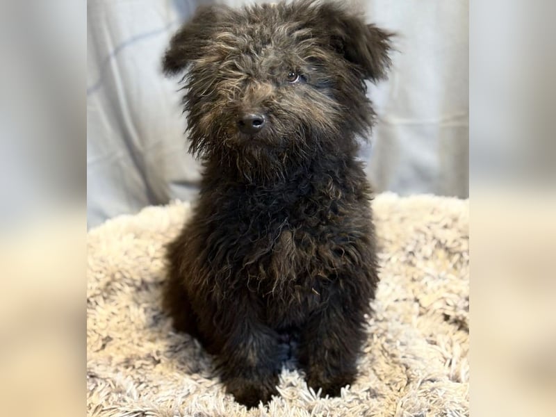 Palko-Fröhlicher Junghund sucht sein Für-immer-Zuhause