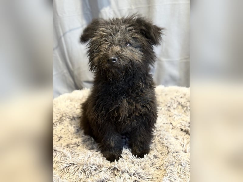 Palko-Fröhlicher Junghund sucht sein Für-immer-Zuhause