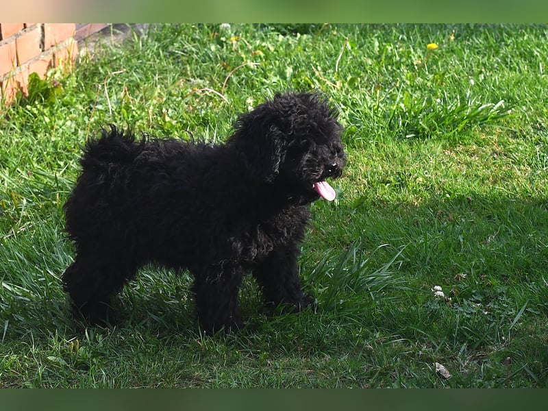 Puli welpen