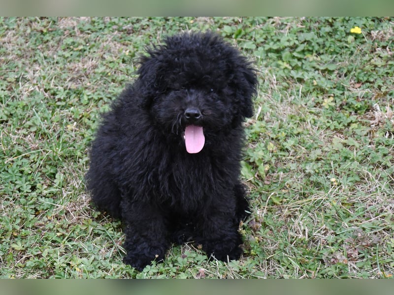 Puli welpen