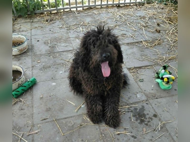 Milo sucht ein Zuhause
