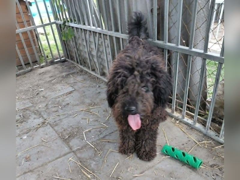 Milo sucht ein Zuhause