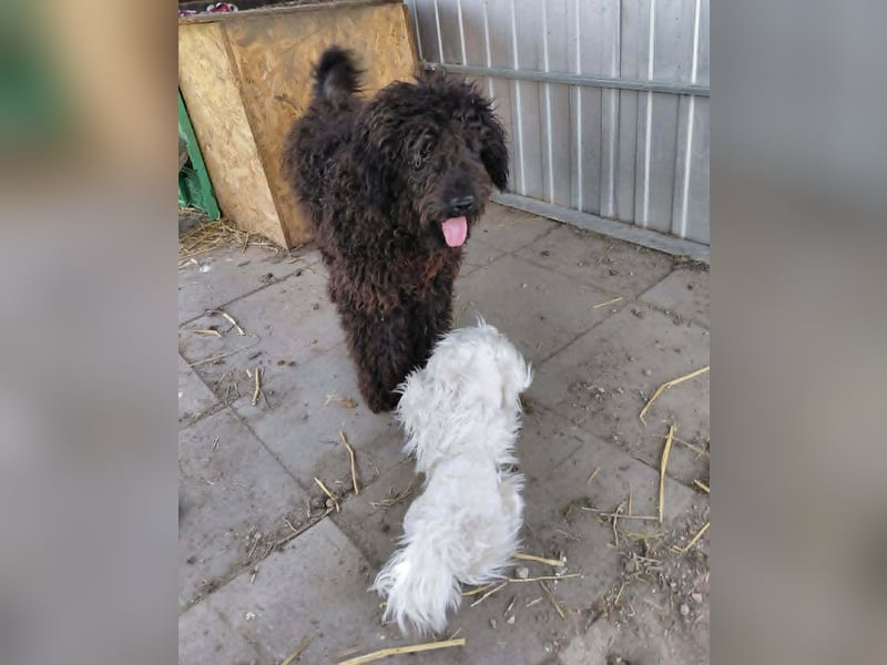 Milo sucht ein Zuhause