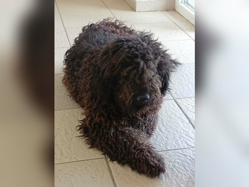 Milo sucht ein Zuhause