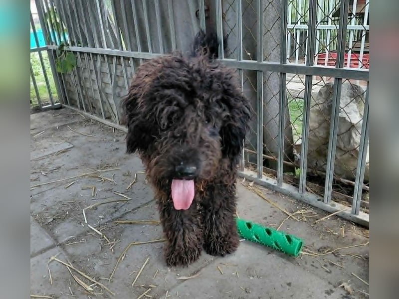 Milo sucht ein Zuhause