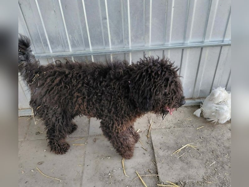 Milo sucht ein Zuhause