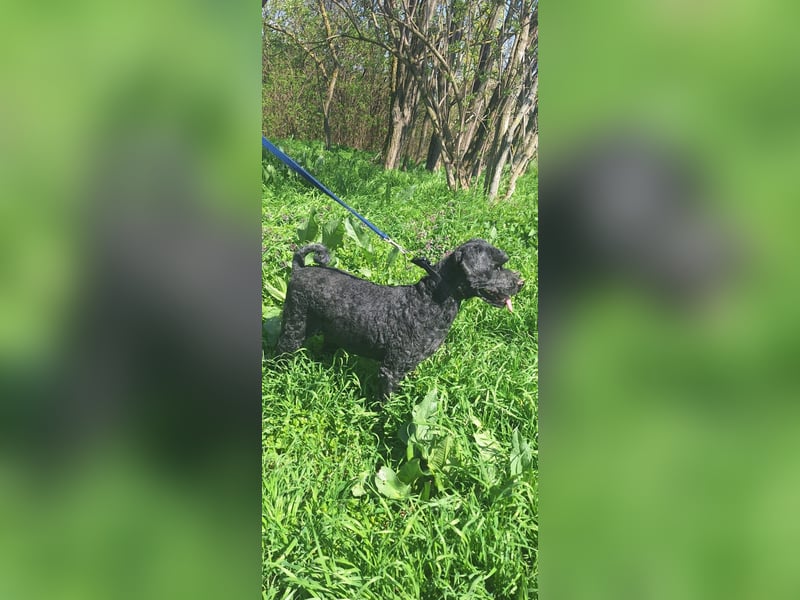 Augusztina, sanftmütiges Pulimädchen geb. 2016