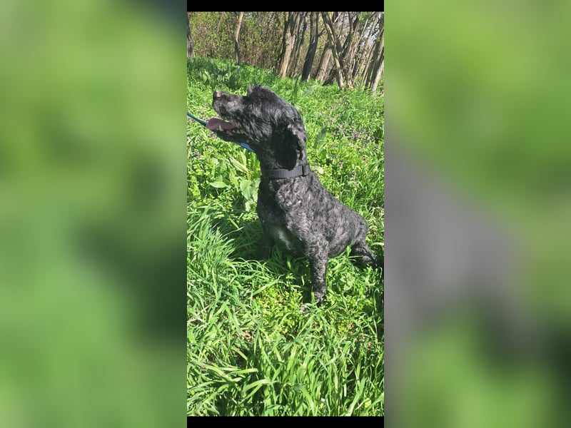 Augusztina, sanftmütiges Pulimädchen geb. 2016