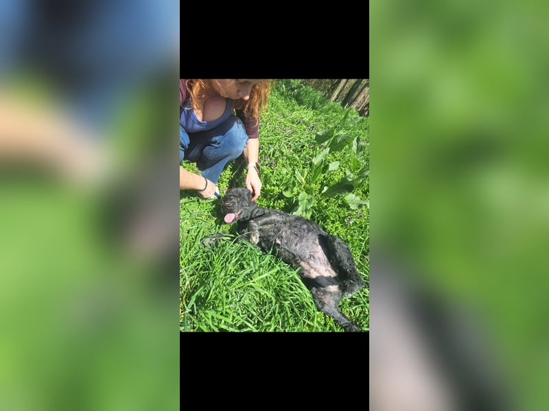 Augusztina, sanftmütiges Pulimädchen geb. 2016