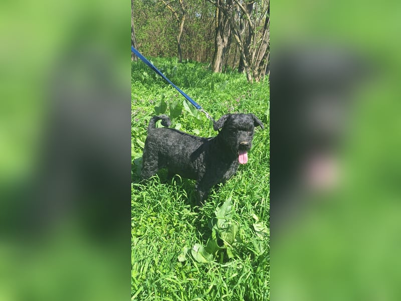 Augusztina, sanftmütiges Pulimädchen geb. 2016