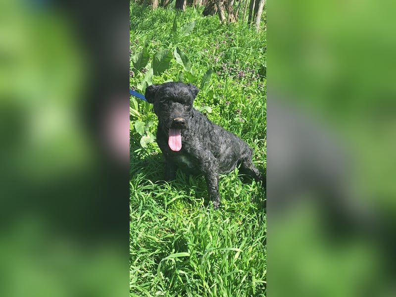 Augusztina, sanftmütiges Pulimädchen geb. 2016