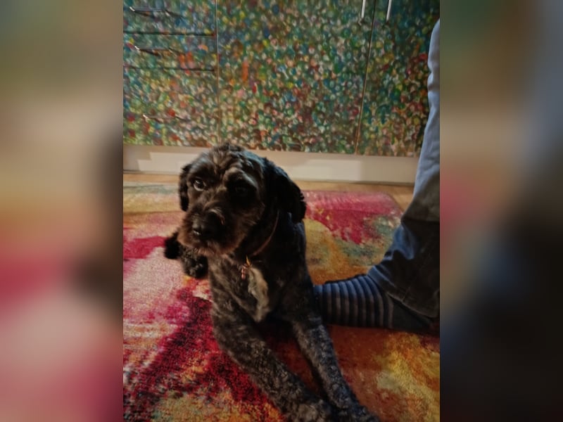 Pulli  Senioren Dame in gute Hände abzugeben