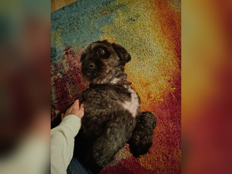 Pulli  Senioren Dame in gute Hände abzugeben