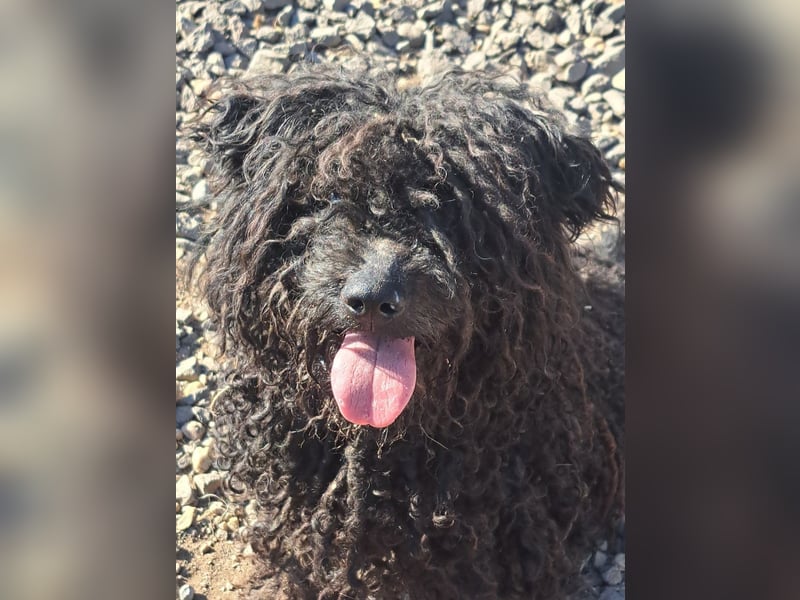 Süßer Zserbo ( * 05 / 2024 ) sucht seine Menschen