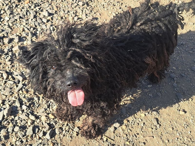 Süßer Zserbo ( * 05 / 2024 ) sucht seine Menschen