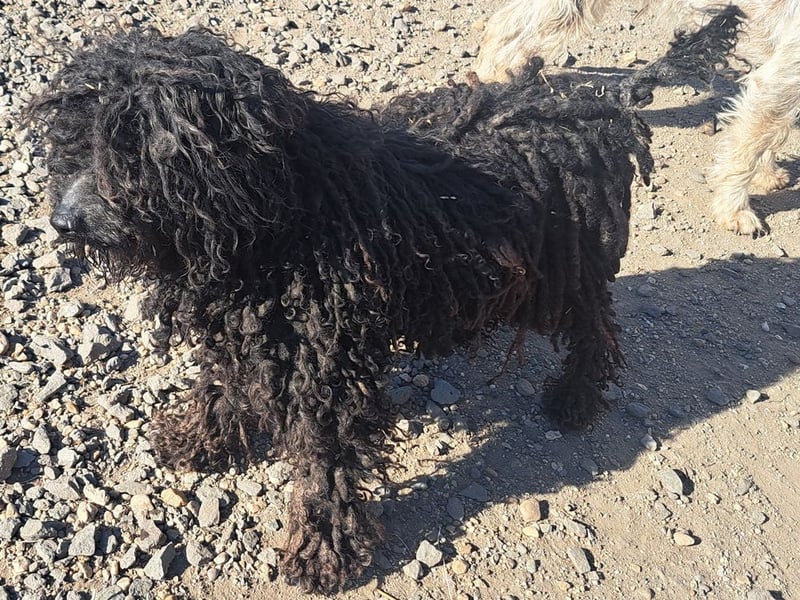 Süßer Zserbo ( * 05 / 2024 ) sucht seine Menschen