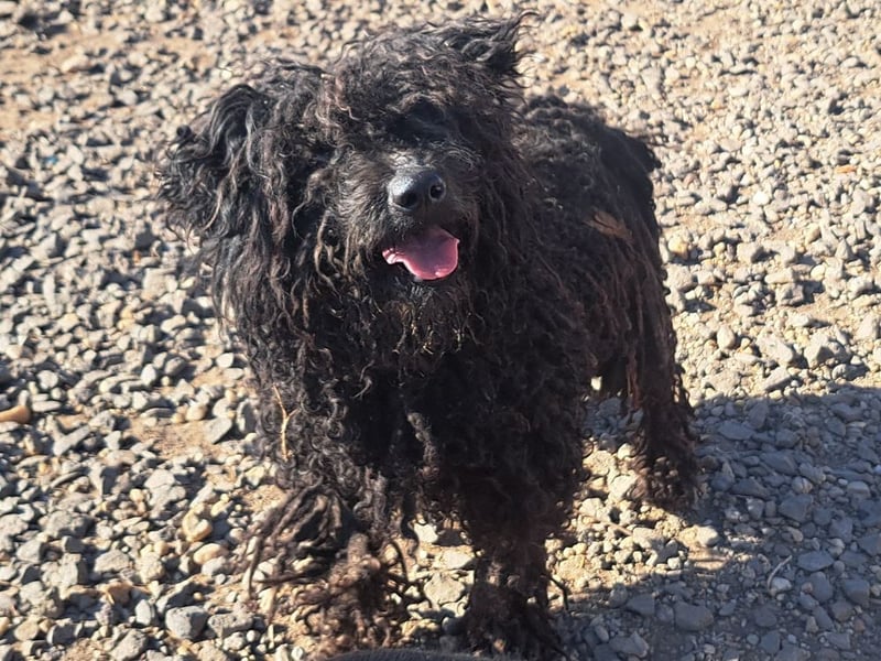 Süßer Zserbo ( * 05 / 2024 ) sucht seine Menschen