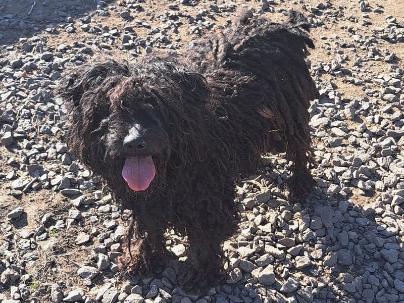 Süßer Zserbo ( * 05 / 2024 ) sucht seine Menschen