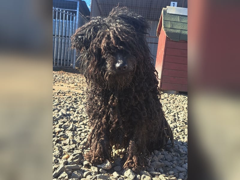 Süßer Zserbo ( * 05 / 2024 ) sucht seine Menschen