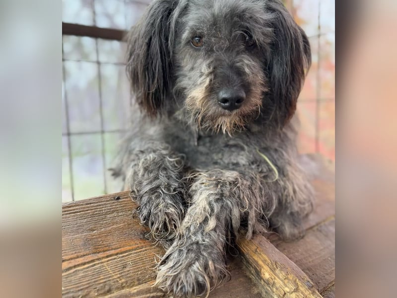 BUBBLE - Freundlicher Puli-Mix, rundum verträgllich