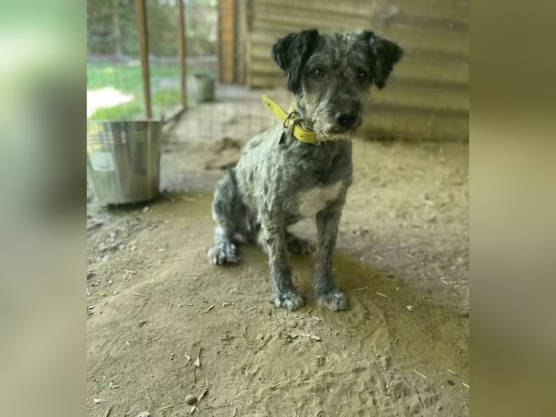 BUBBLE - Freundlicher Puli-Mix, rundum verträgllich