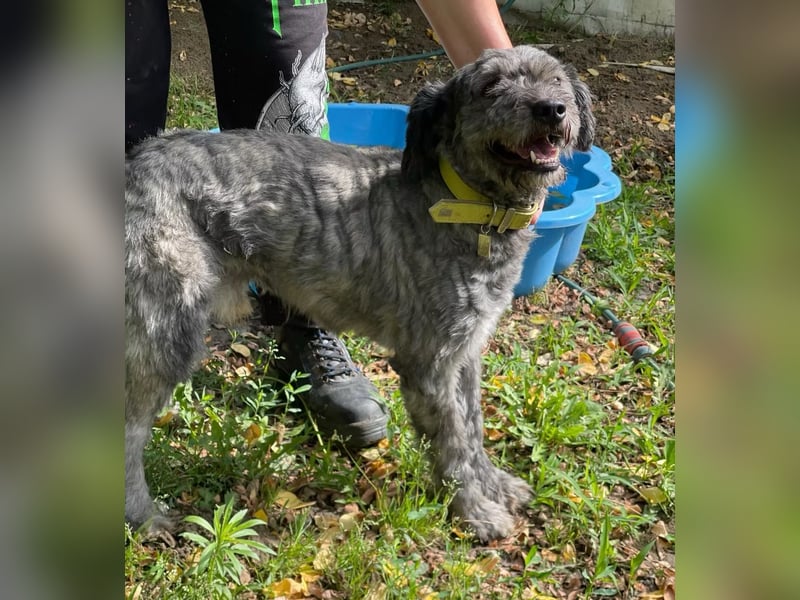 BUBBLE - Freundlicher Puli-Mix, rundum verträgllich
