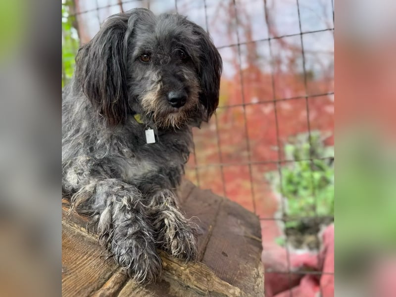 BUBBLE - Freundlicher Puli-Mix, rundum verträgllich