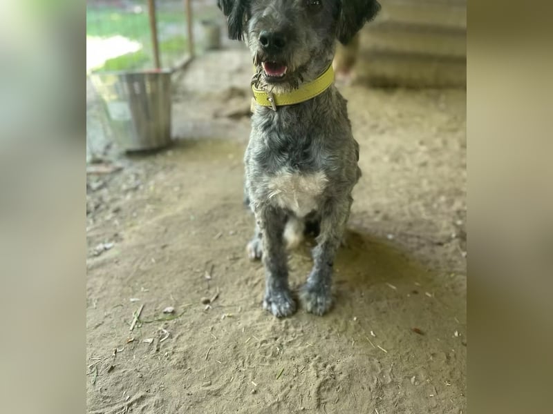 BUBBLE - Freundlicher Puli-Mix, rundum verträgllich