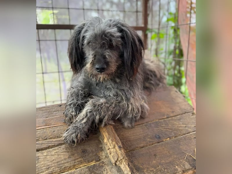 BUBBLE - Freundlicher Puli-Mix, rundum verträgllich