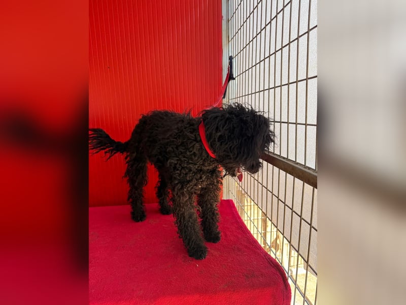 Casper, Puli-Pudel-Mix, Rüde, geb. am. 05.08.2024, 43 cm, 11 kg