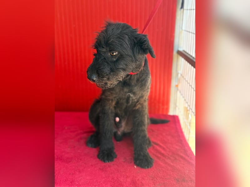 Bobo, Puli-Mix, Rüde, geb. 14.09.2023, 42 cm, 13 kg