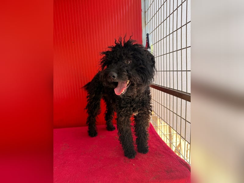 Casper, Puli-Pudel-Mix, Rüde, geb. am. 05.08.2024, 43 cm, 11 kg
