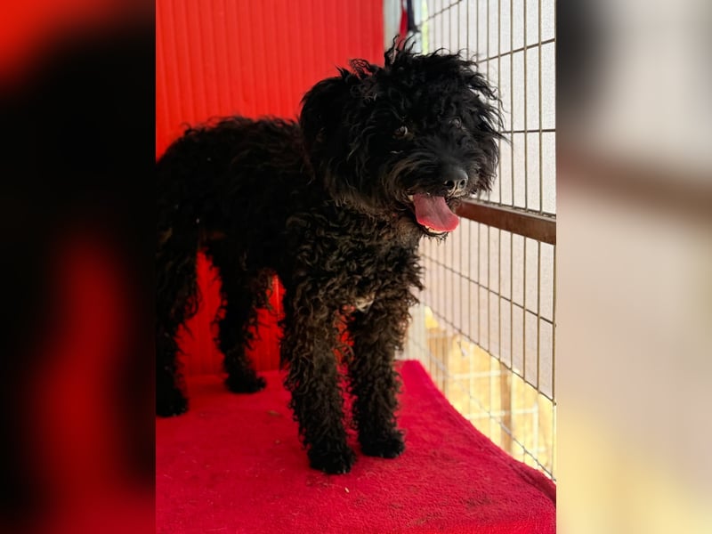 Casper, Puli-Pudel-Mix, Rüde, geb. am. 05.08.2024, 43 cm, 11 kg
